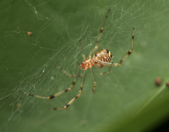 Theridion zonulatum