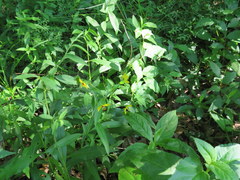 Lysimachia lanceolata