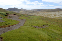 Azorella macquariensis