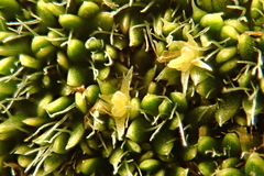 Azorella macquariensis