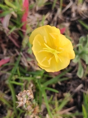 Oenothera grandis