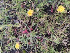 Oenothera grandis