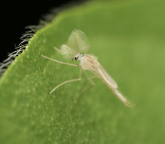 Chaoborus flavidulus