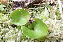 Corybas dienemus
