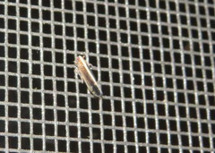 Stenocranus brunneus