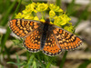 Marsh Fritillary (Provincial) - Photo (c) Paolo Mazzei, some rights reserved (CC BY-NC), uploaded by Paolo Mazzei