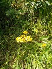 Kingianthus paniculatus