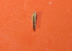 Stenocranus brunneus