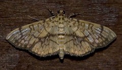 Haritalodes obliqualis