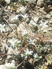 Arenaria aggregata