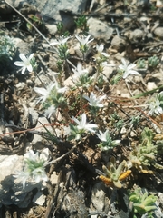 Arenaria aggregata
