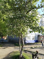 Crataegus