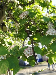 Crataegus