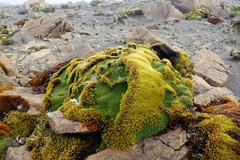 Azorella macquariensis