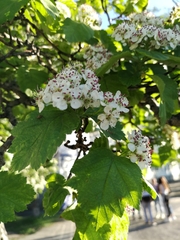 Crataegus