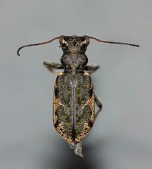 Neocicindela garnerae