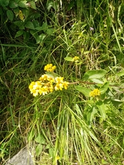 Kingianthus paniculatus