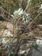 Arenaria aggregata