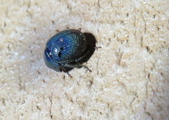 Germarostes globosus