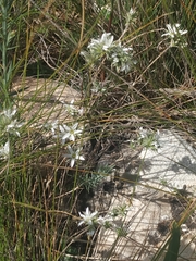 Arenaria aggregata