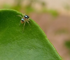 Phintella vittata