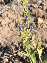Penstemon cyananthus