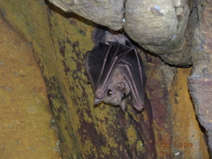 Rousettus leschenaultii