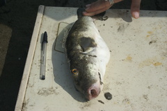 Sphoeroides annulatus