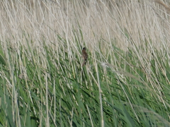 Acrocephalus melanopogon