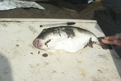 Sphoeroides annulatus