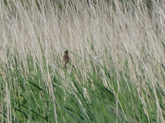 Acrocephalus melanopogon