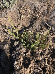 Penstemon cyananthus