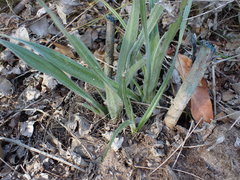 Hypoxis villosa