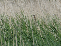 Acrocephalus melanopogon