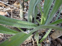 Hypoxis villosa