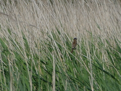Acrocephalus melanopogon