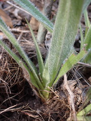 Hypoxis villosa