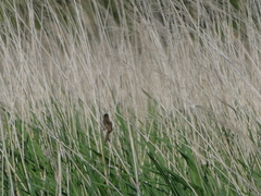 Acrocephalus melanopogon