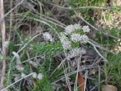 Trichocephalus stipularis