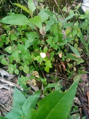 Calceolaria tripartita