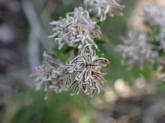 Trichocephalus stipularis