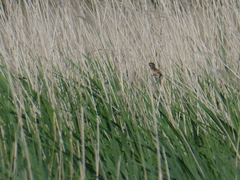 Acrocephalus melanopogon