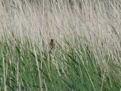Acrocephalus melanopogon