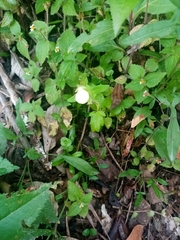 Calceolaria tripartita