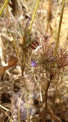 Haplanthodes verticillatus