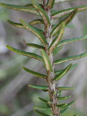 Trichocephalus stipularis