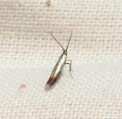 Coleophora maritella