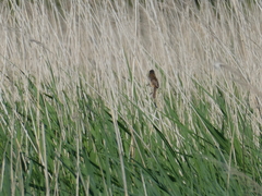 Acrocephalus melanopogon