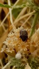 Menedemus hieroglyphicus