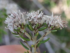 Trichocephalus stipularis